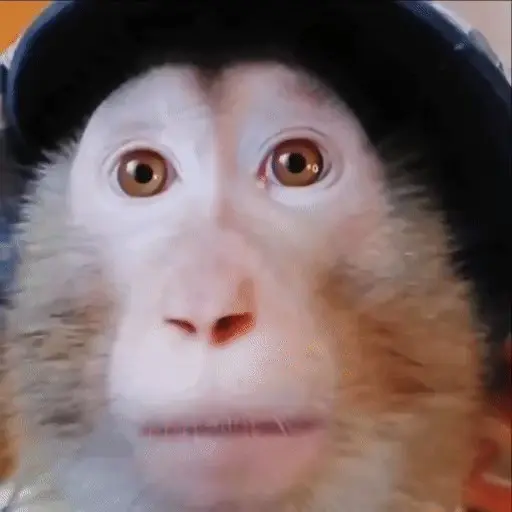 🐒 Monos Random 2 🇲🇽