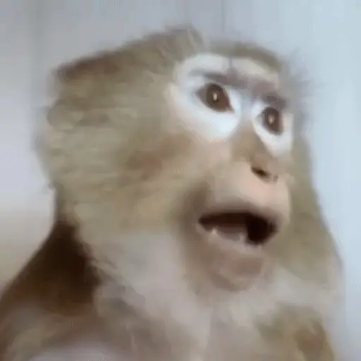 🐒 Monos Random 2 🇲🇽