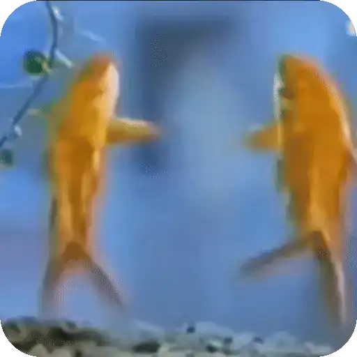 Buenos Memes !