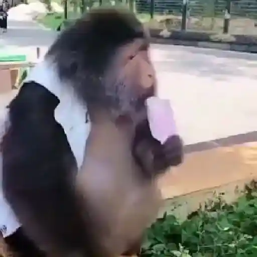 monos y changuitos ⁵ 🦧🦍🐒