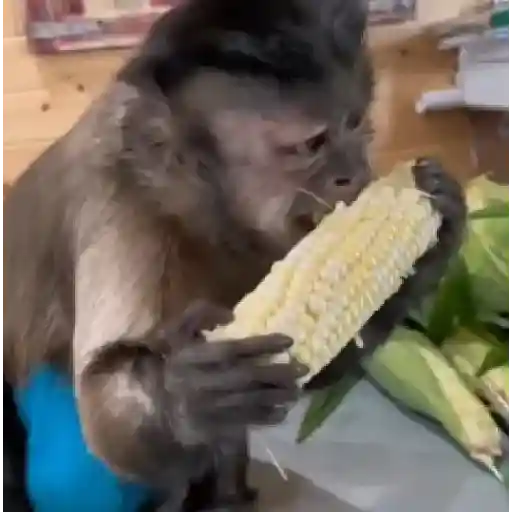monos y changuitos ⁵ 🦧🦍🐒