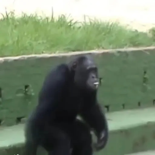 monos y changuitos ⁵ 🦧🦍🐒