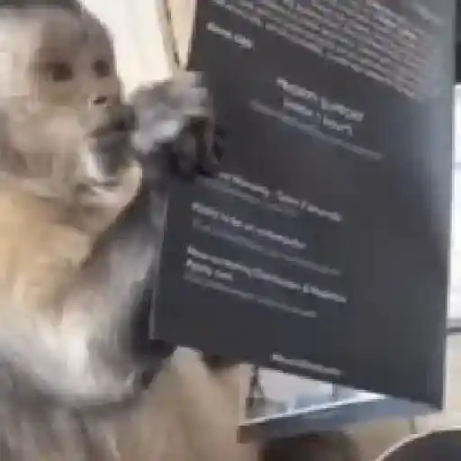 monos y changuitos ⁵ 🦧🦍🐒