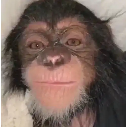 monos y changuitos ⁵ 🦧🦍🐒 preview
