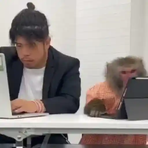 monos y changuitos ⁵ 🦧🦍🐒