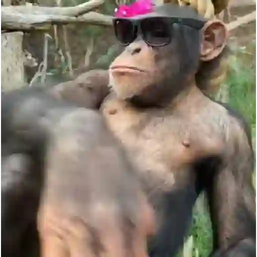 monos y changuitos ⁵ 🦧🦍🐒 preview