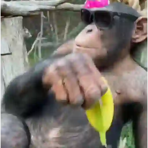 monos y changuitos ⁵ 🦧🦍🐒