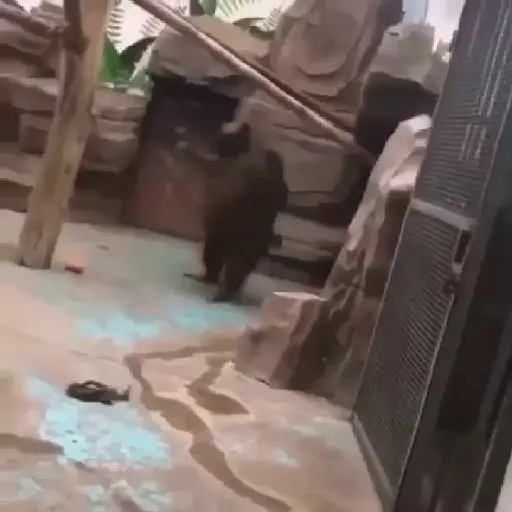 monos y changuitos ⁵ 🦧🦍🐒