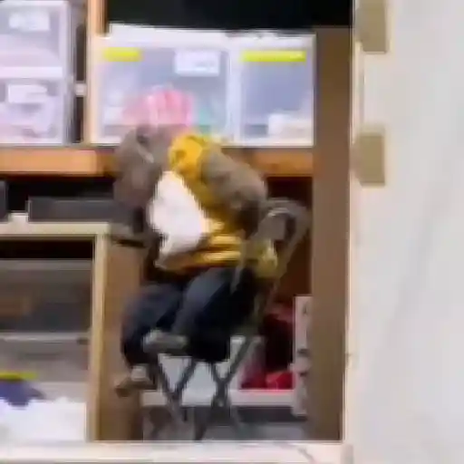 monos y changuitos ⁵ 🦧🦍🐒