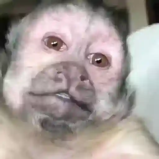 monos y changuitos ⁵ 🦧🦍🐒