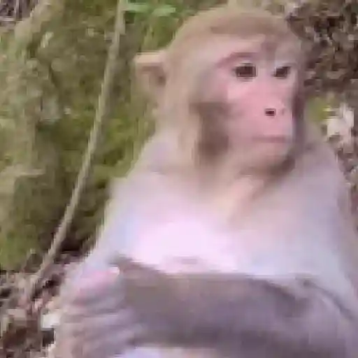 monos y changuitos ⁵ 🦧🦍🐒