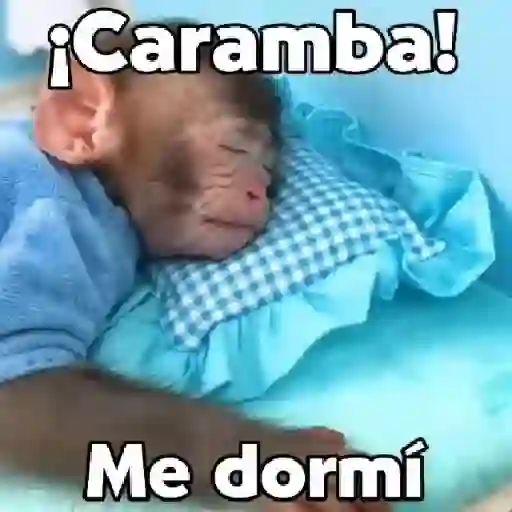 monos y changuitos ⁵ 🦧🦍🐒