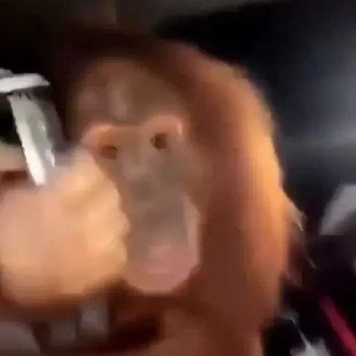 monos y changuitos ⁵ 🦧🦍🐒