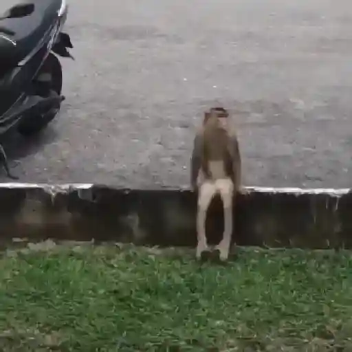 monos y changuitos ⁵ 🦧🦍🐒