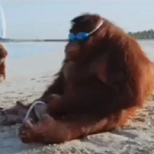 monos y changuitos ⁵ 🦧🦍🐒