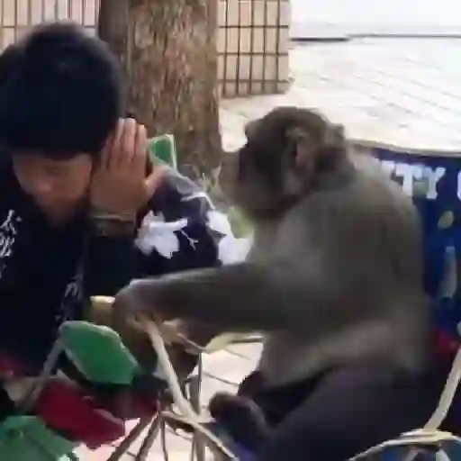 monos y changuitos ⁵ 🦧🦍🐒