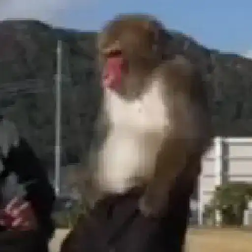 monos y changuitos ⁵ 🦧🦍🐒