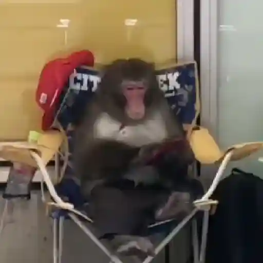 monos y changuitos ⁵ 🦧🦍🐒