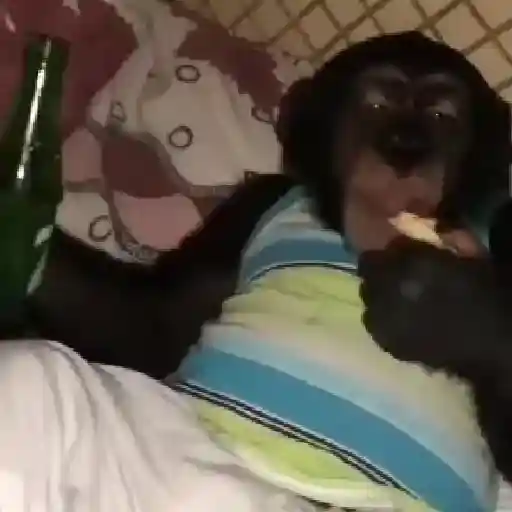 monos y changuitos ⁵ 🦧🦍🐒