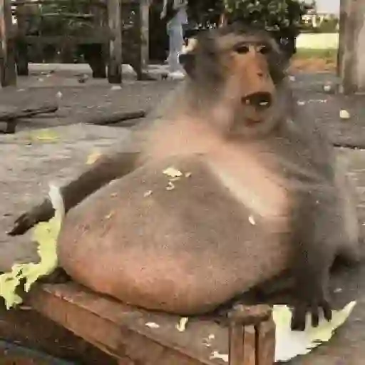 Monos y changuitos 🙈