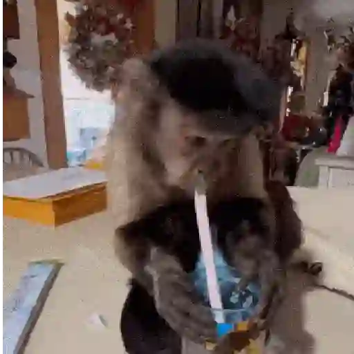Monos y changuitos 🙈