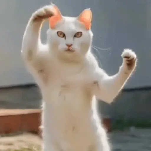 GaTiToS BaiLaNdO TikTok🐱🎶🐈‍⬛