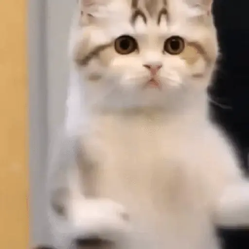 GaTiToS BaiLaNdO TikTok🐱🎶🐈‍⬛