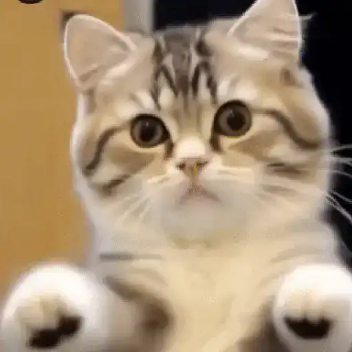 GaTiToS BaiLaNdO TikTok🐱🎶🐈‍⬛ preview