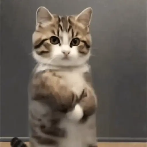 GaTiToS BaiLaNdO TikTok🐱🎶🐈‍⬛