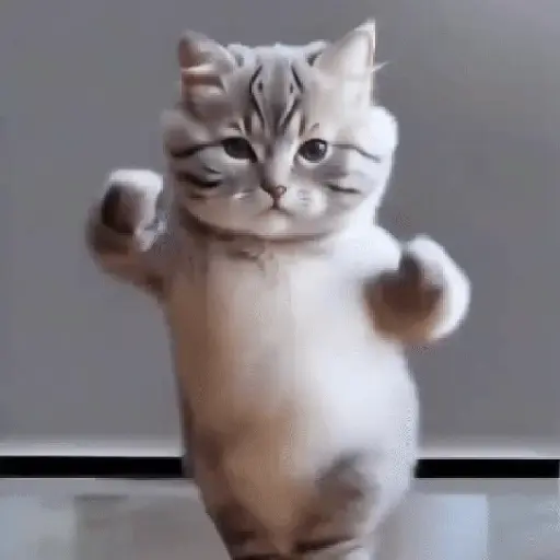 GaTiToS BaiLaNdO TikTok🐱🎶🐈‍⬛