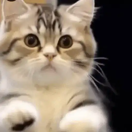 GaTiToS BaiLaNdO TikTok🐱🎶🐈‍⬛