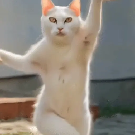 GaTiToS BaiLaNdO TikTok🐱🎶🐈‍⬛ preview
