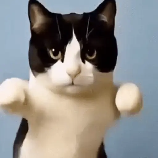 GaTiToS BaiLaNdO TikTok🐱🎶🐈‍⬛