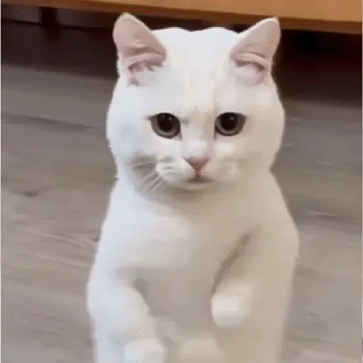 GaTiToS BaiLaNdO TikTok🐱🎶🐈‍⬛ preview