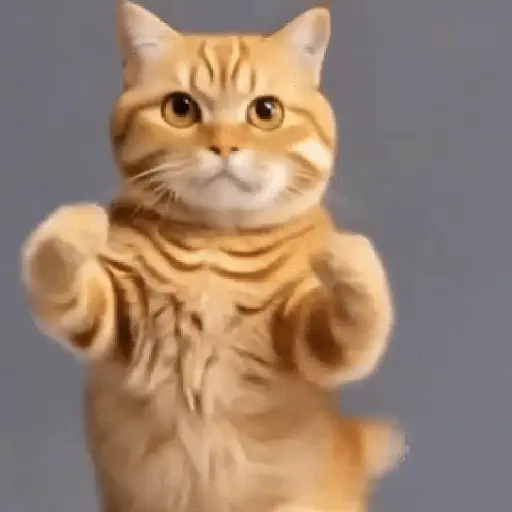 GaTiToS BaiLaNdO TikTok🐱🎶🐈‍⬛