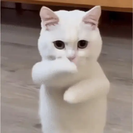 GaTiToS BaiLaNdO TikTok🐱🎶🐈‍⬛