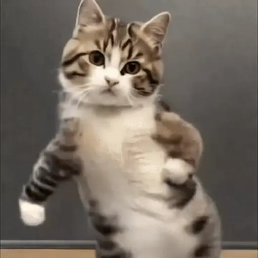 GaTiToS BaiLaNdO TikTok🐱🎶🐈‍⬛