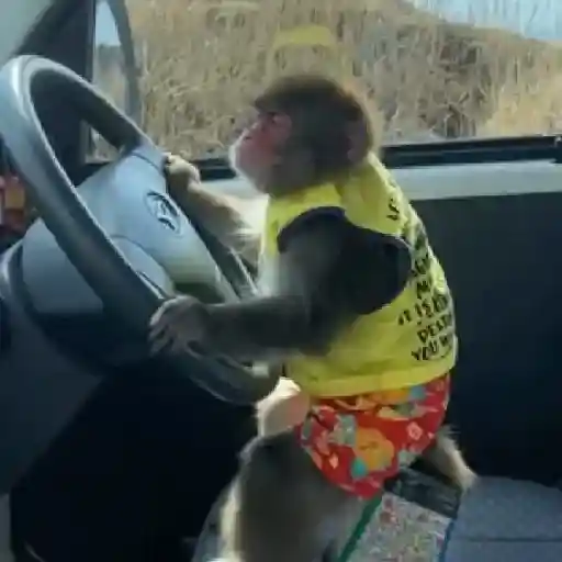 monos y changuitos ⁴ 🐒🦍🦧