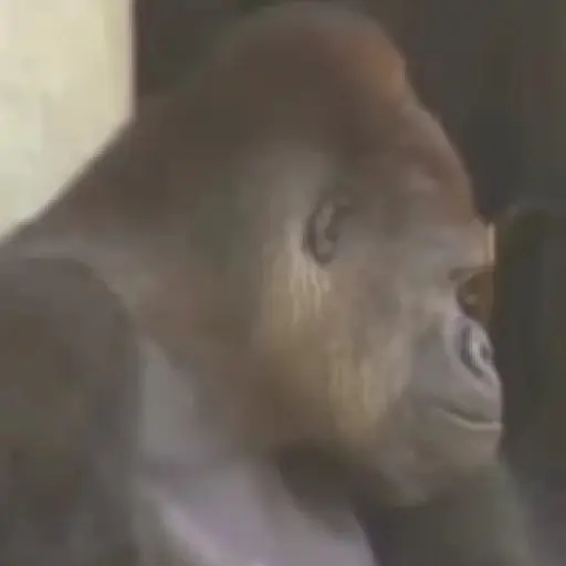 monos y changuitos ⁴ 🐒🦍🦧