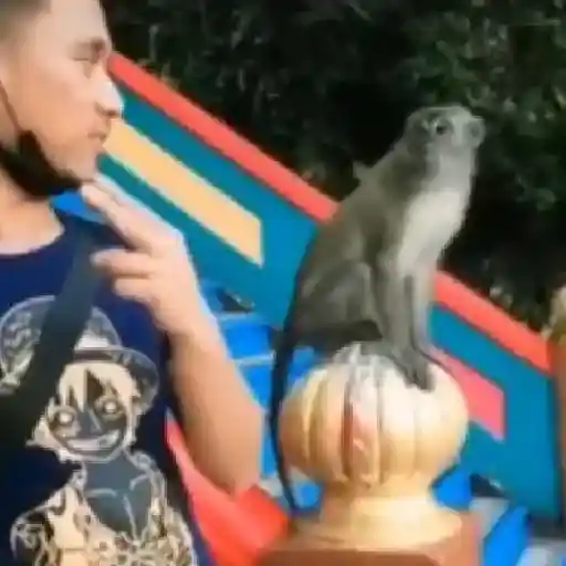 monos y changuitos ⁴ 🐒🦍🦧