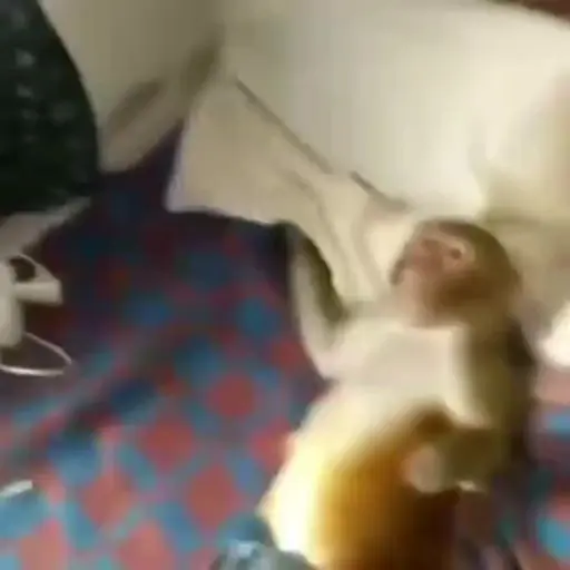 monos y changuitos ⁴ 🐒🦍🦧