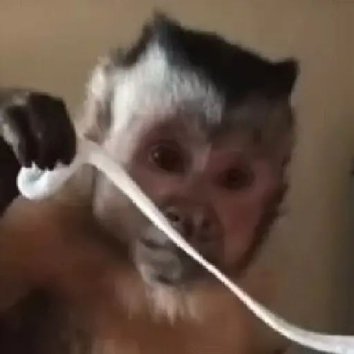 monos y changuitos ⁴ 🐒🦍🦧