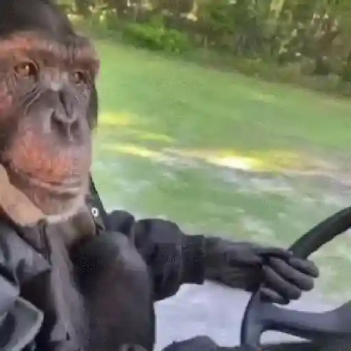 monos y changuitos ⁴ 🐒🦍🦧
