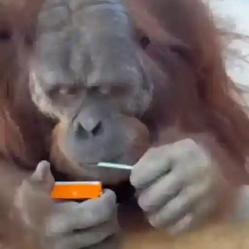 monos y changuitos ⁴ 🐒🦍🦧