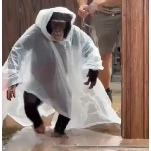monos y changuitos ⁴ 🐒🦍🦧