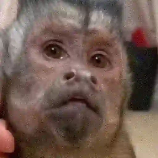 monos y changuitos ⁴ 🐒🦍🦧