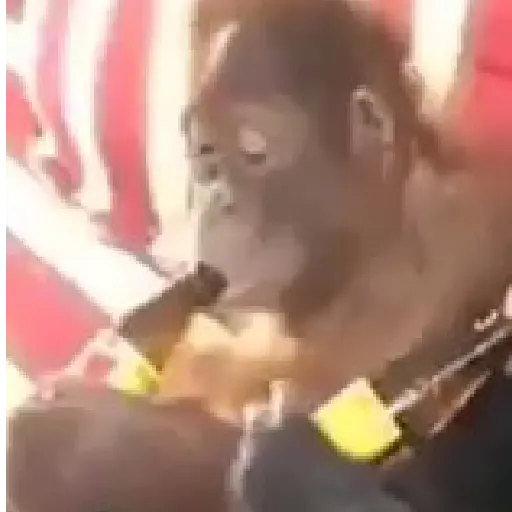 monos y changuitos ⁴ 🐒🦍🦧