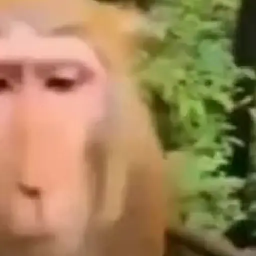 monos y changuitos ⁴ 🐒🦍🦧