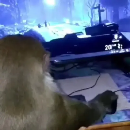 monos y changuitos ⁴ 🐒🦍🦧