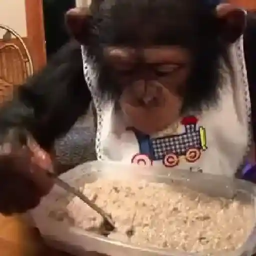 monos y changuitos ⁴ 🐒🦍🦧